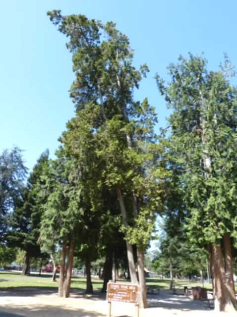 Red Western Cedar photo
