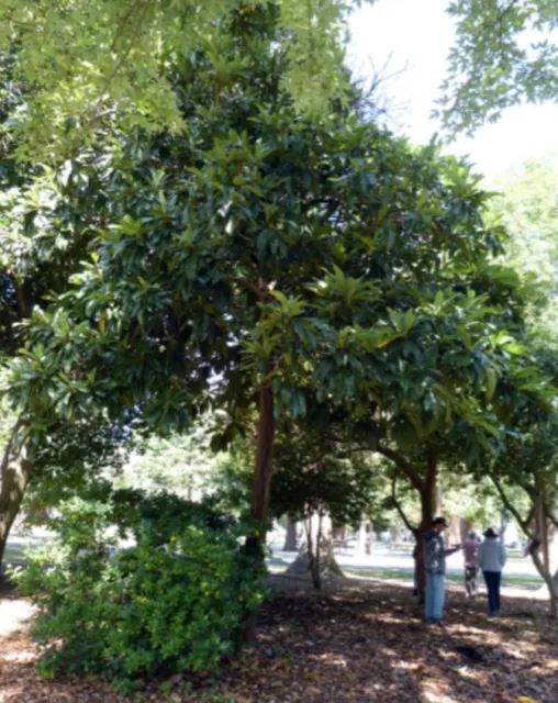 Japanese Loquat photo