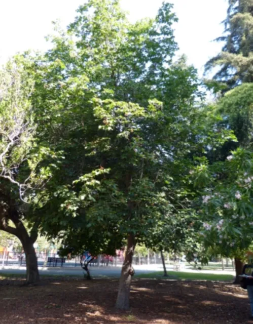 Red Horsechestnut photo