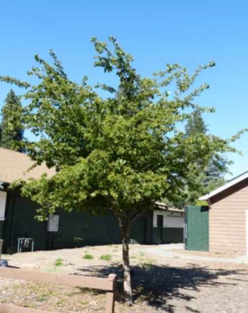 Washington Hawthorn photo