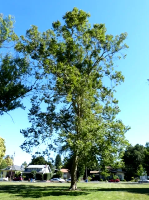 London Plane - Sycamore photo