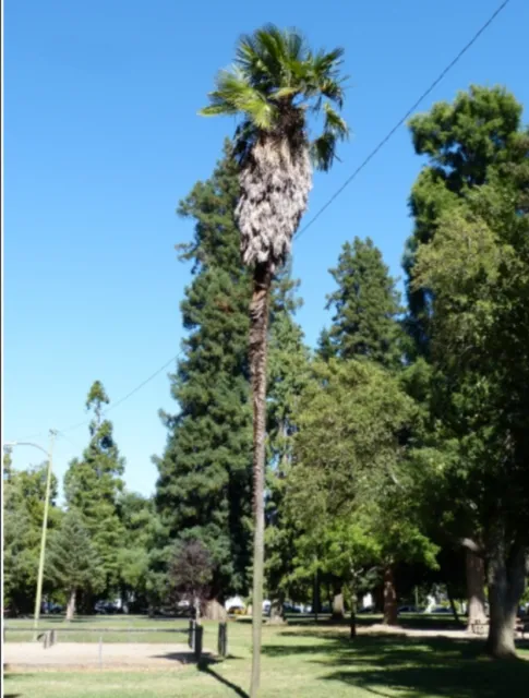 Chinese Windmill Palm photo