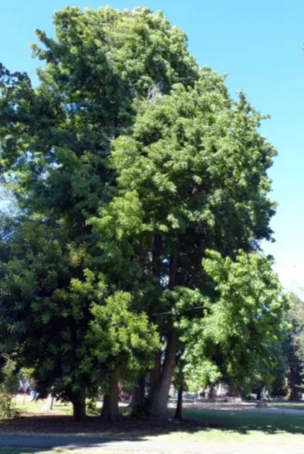 America Sweet Gum photo