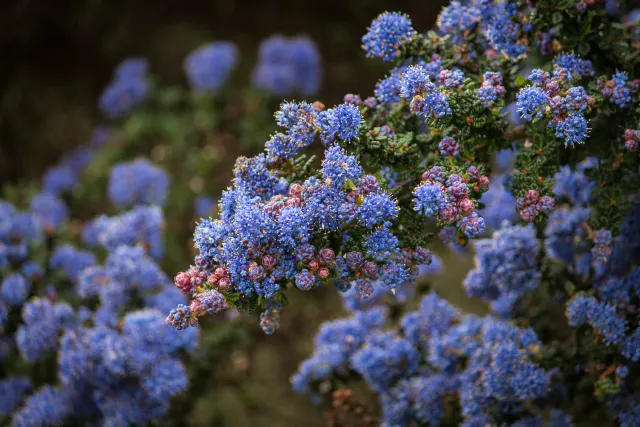 California lilac blossoms – Karen Gideon