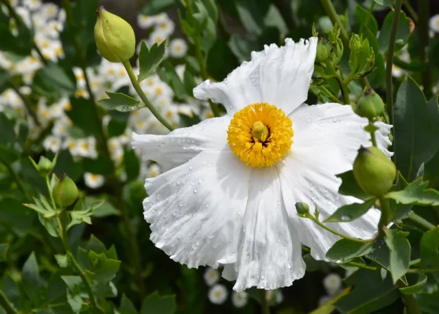 Matilija Poppy - Cathleen Carter