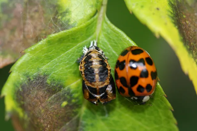 Lady Bugs – Don Chapman