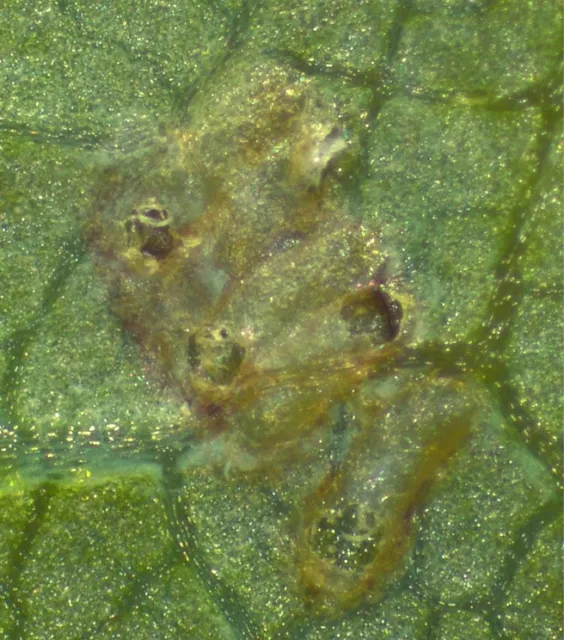 Emergence of the adult parasitoid from VCLH eggs leaves a distinct circular opening on the top end of the egg.