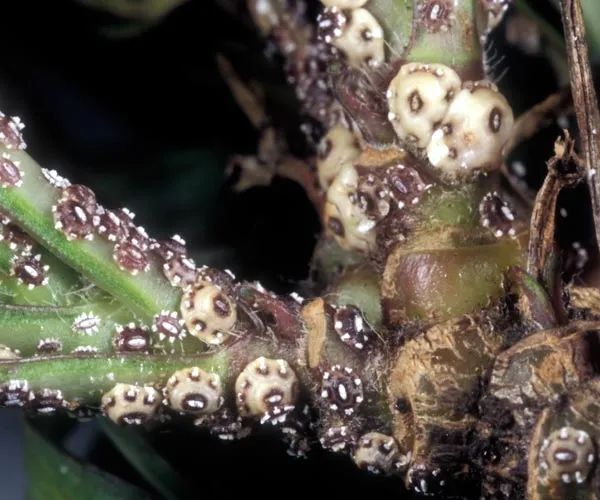 Barnacle-scale-Ceroplastes-cirripediformis-Buss