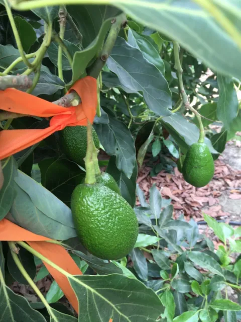 fruit grown out of white stuff 90