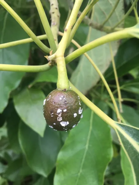 fruit with white stuff 90