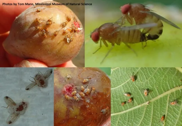 SWD-Entomophthora-Tom Mann