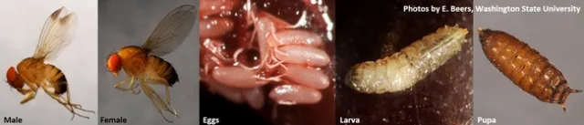 SWD-Life stages-E. Beers, WSU