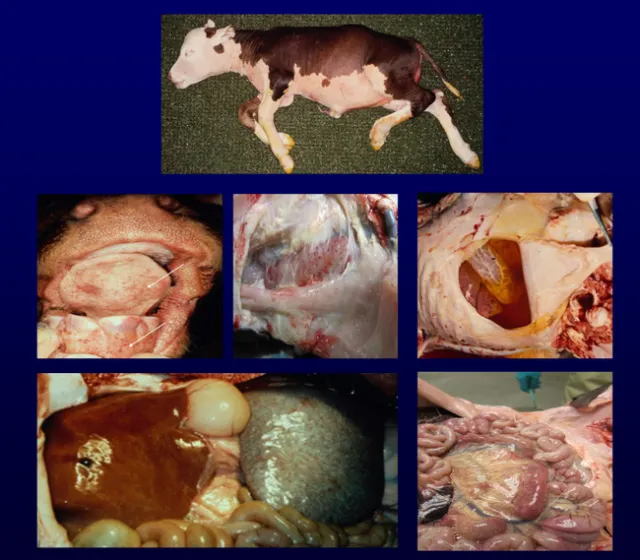 Signs of foothill abortion