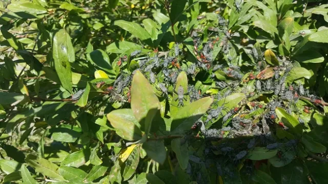 leaffooted bugs massed
