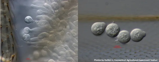 SWD-Entomophthora-DeWei Li, CAES