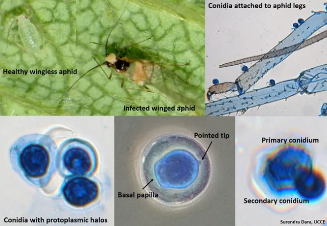 Entomophthora planchoniana in strawberry aphid-Dara