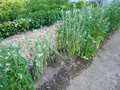 A row of distressed sesame plants with drooping, pale green stems next to healthy green plants in a garden setting.
