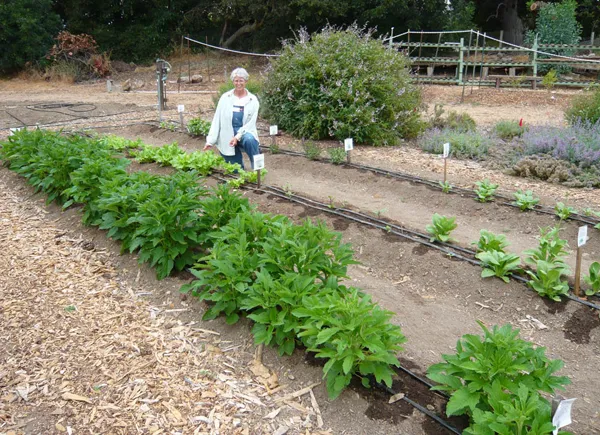 A woman kneels beside rows of leafy green vegetables in an Asian vegetable trial plot, with shrubs and a trellis structure in the background.