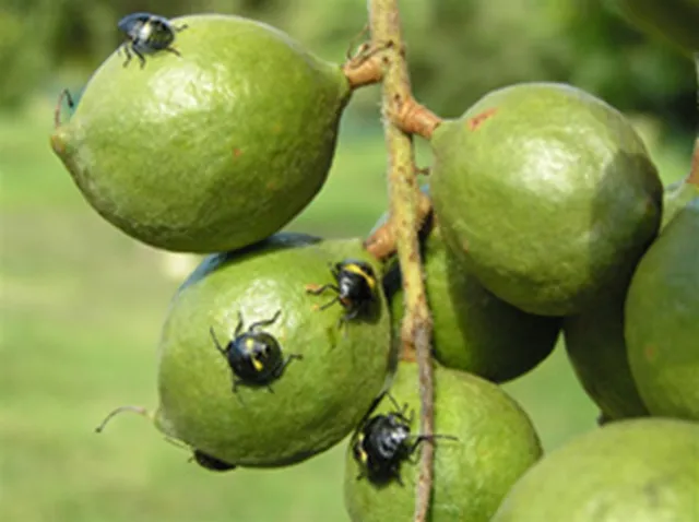 Infestation on macadamias