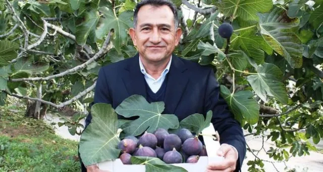 bursa black fig