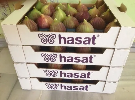 fresh fig turkey Bursa variety