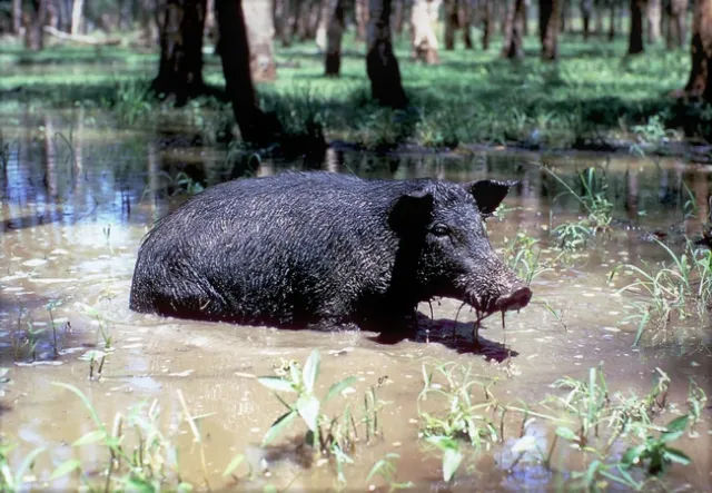 Photo 2 Reg Barrett- UC Berkeley, Department of Environmental Science, Policy & Management