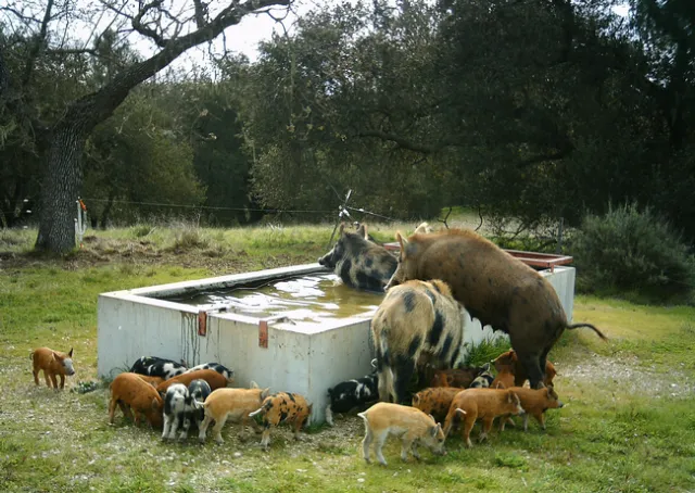 Photo 3 UC Natural Reserve System