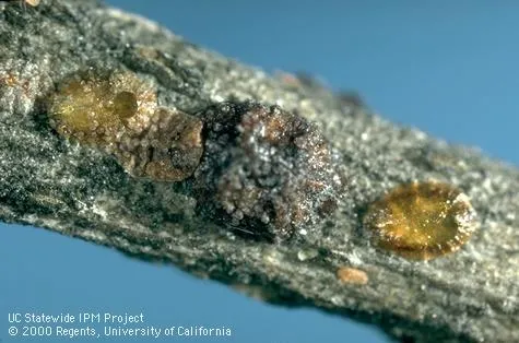 exit holes of metaphycus