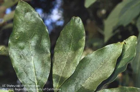 sooty mold avocado lieaves