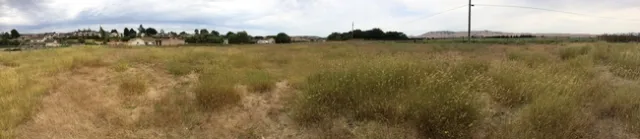 The pasture on 8/3/2017 after two seasons of rehabilitation.The pasture on 8/3/2017.