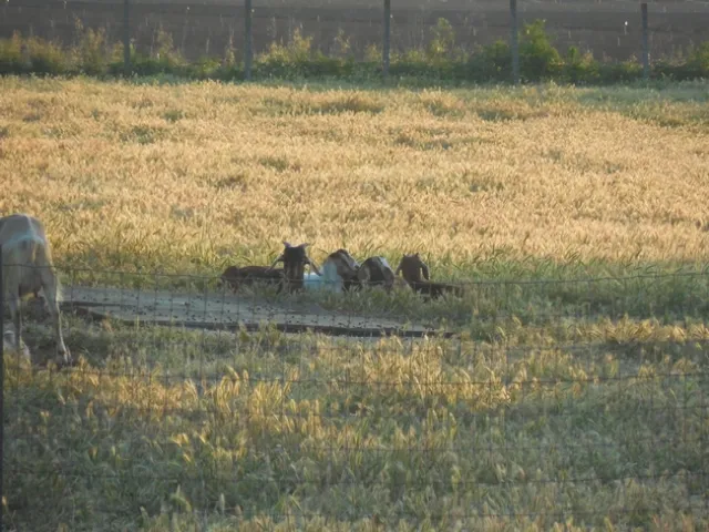 Pasture in 2015: This was the first year of goat grazing, prior to seeding. The pasture was dominated by foxtail. Photo credit: Michael Cent.