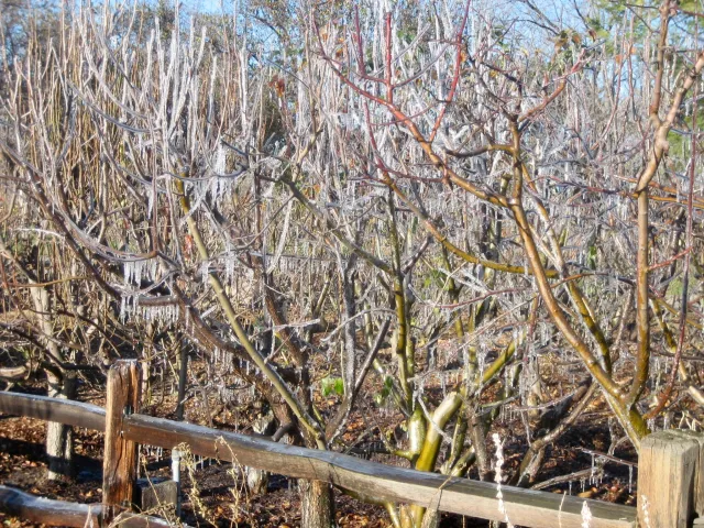 Fruit trees covered in ice at Emma Prusch Park, with icicles hanging from bare branches and a wooden fence in the foreground.