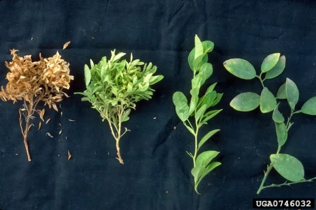 chimera witches broom citrus