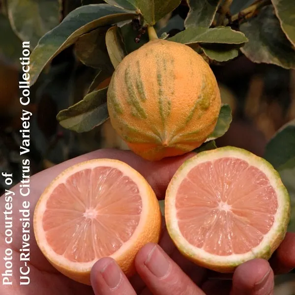 variegated pink lemon