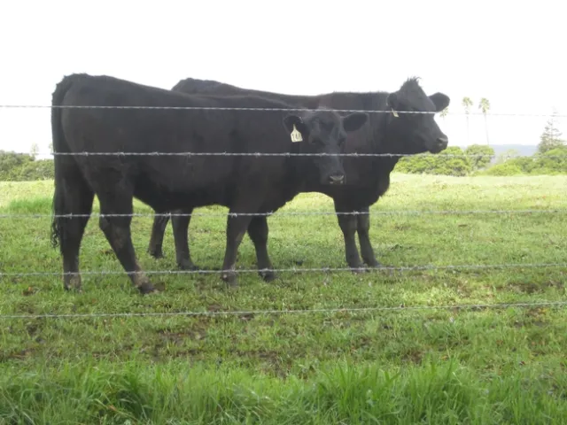 Cattle grazing to reduce weeds.