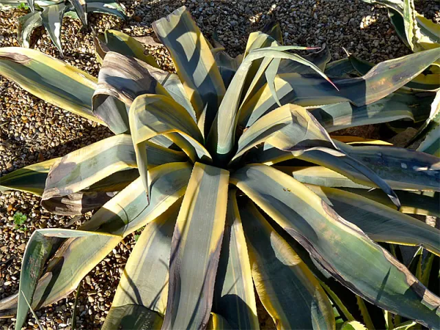 Frost or freeze injury on succulent. Tissue inside the plant is damaged.