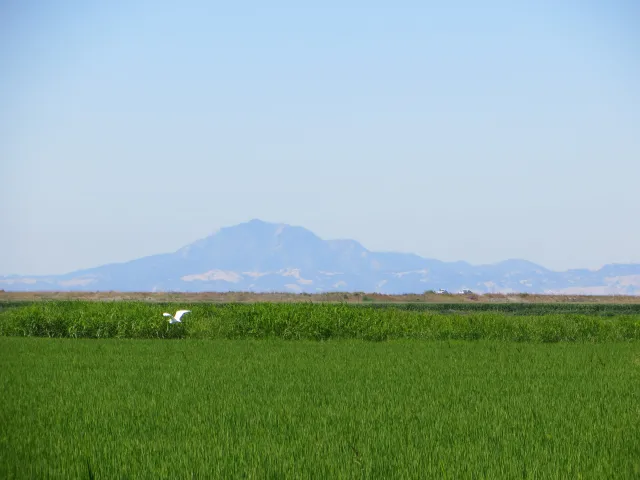 Delta rice production with Mount Diablo in the background.