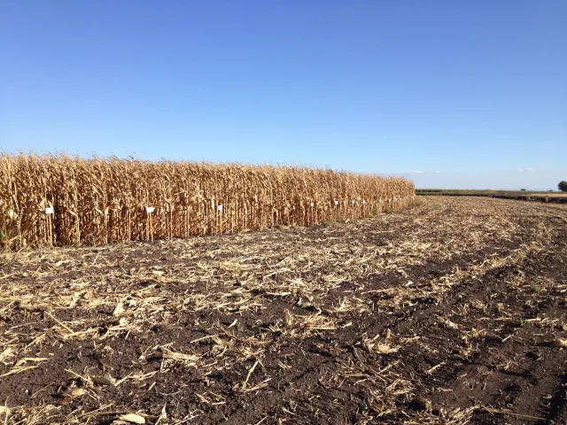 UCCE field corn variety trial, conducted annually on Tyler Island.