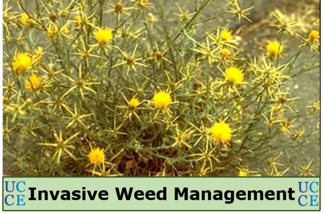 Go to the Invasive Weed Management webpage