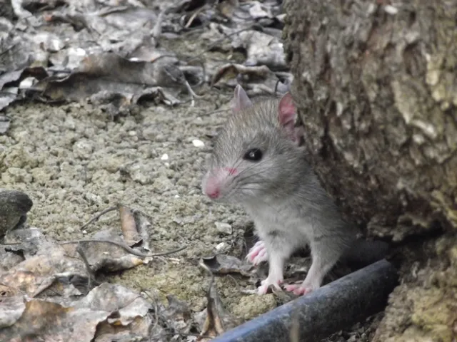 Fig. 1 Roof rat. (Photo: Niamh Quinn)