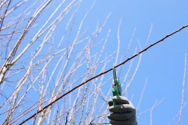 Pruning a tree. (Photo: Pixabay)