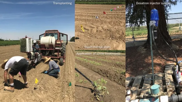 Tomato fertility study