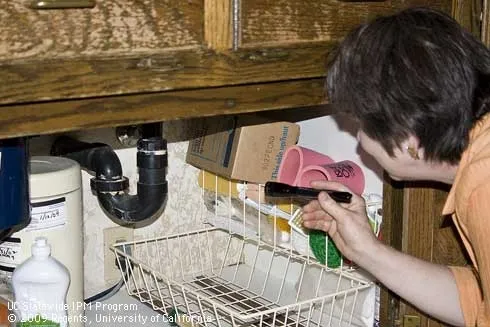 A small flashlight is used to inspect underneath a kitchen sink for ants and ant entry points. (Photo: Cheryl A. Reynolds)