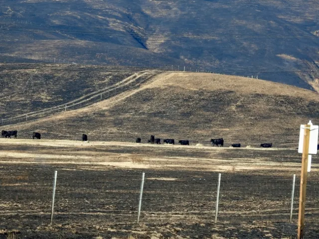 When rangeland burns, ranchers must scramble to feed their cattle. In Ventura County, UC Cooperative Extension stepped in to help after the Thomas Fire.