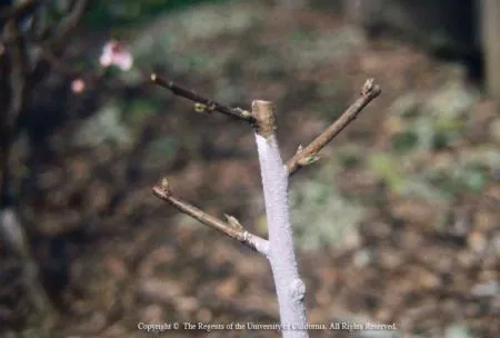pruning young trees