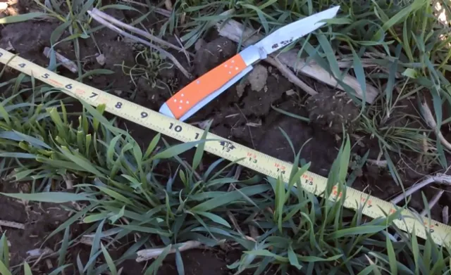 Evaluating Wheat Stand