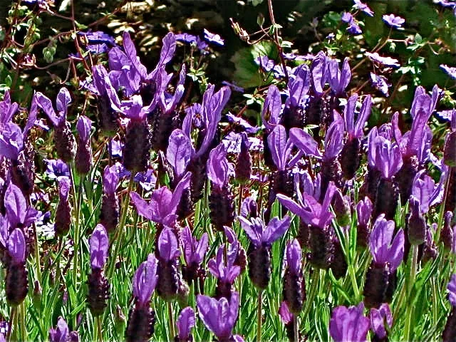 Lavendula blooms