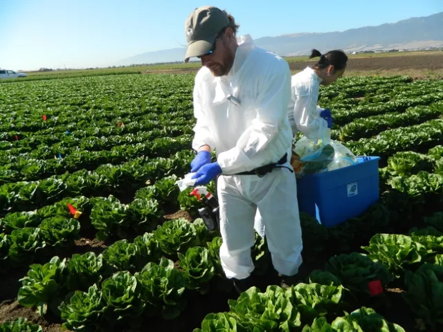 Ronald F. Bond collecting samples in the Salinas Valley. (Photo: M. L. Partyka)