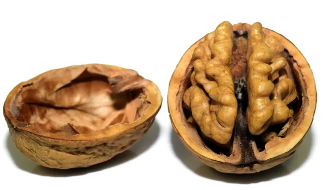 The UC Agricultural Issues Center has released a new cost study on walnuts.