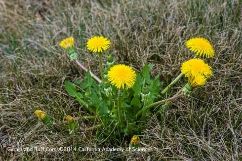 Flowering dandelion. (Photo: Gerald and Buff Corsi)